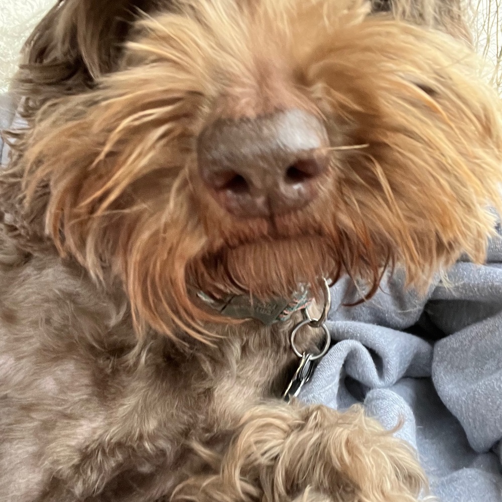 Meet your Posher, Paige